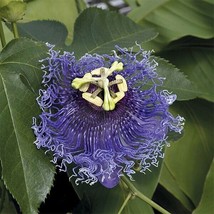 15 Seeds Passion Flower Blue Eyed Susan House Plant Fresh Seeds Easy to Grow Shi - £12.21 GBP