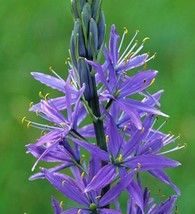 Gun-el 30 Camas Bold Blue Perennial Flower Seeds Great For Bouquets - £7.72 GBP