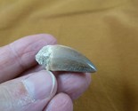 DF233-133) 1-1/4 Fossil MOSASAURUS Dinosaur tooth Mosasaur dino dig foss... - $19.62