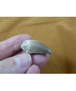 DF233-133) 1-1/4 Fossil MOSASAURUS Dinosaur tooth Mosasaur dino dig foss... - $19.62
