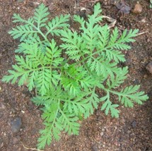 1000 Sweet Wormwood Artemisia Annua Sweet Annie Mugwort Sagewort Herb Se... - $19.98