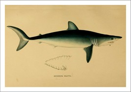 SHARK Print: Vintage Mako / Bonito Illustration Art Print - £6.90 GBP+