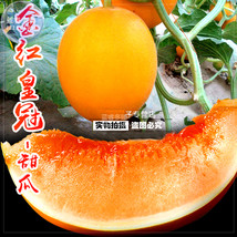 BELLFARM Sweet Melon Red Inside Skin Super Fruit approx 250 yield early Orang... - £29.04 GBP