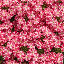 BRN 50 Cherry Burst Verbena Seeds Groundcover Tender Perennial Bees Seed... - $349.51 MXN