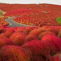 50 Burning Bush Kochia Scoparia / Hardy-Drought Tolerant / Annual Flower Seeds U - £11.84 GBP