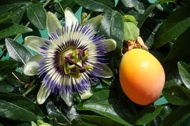 4" Pot Passiflora Caerulea Edible Passion Vine Live Plant Exotic - £31.29 GBP