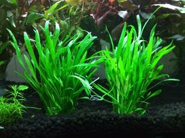6x Live Aquarium Plants Micro Sword Bunch Lilaeopsis Novaezelandiae Freshwater - £55.06 GBP