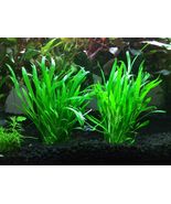 6x Live Aquarium Plants Micro Sword Bunch Lilaeopsis Novaezelandiae Fres... - £55.95 GBP
