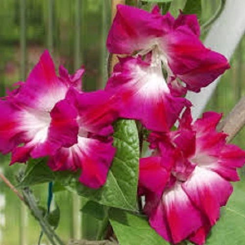 25+ IPOMOEA SUNRISE SERENADE MORNING GLORY FLOWER SEEDS / PERENN - $10.64
