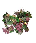 33 Faux Succulent Potted Plants In Cans Fiesta Party Cinco De Mayo Table... - $45.00