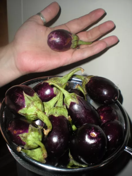 USA Seller FreshRatna Eggplant 20 Seeds Mini Eggplants - £10.21 GBP