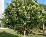 Glossy Privet Ligustrum Lucidum 10 Pre Stratified Seeds - £7.06 GBP