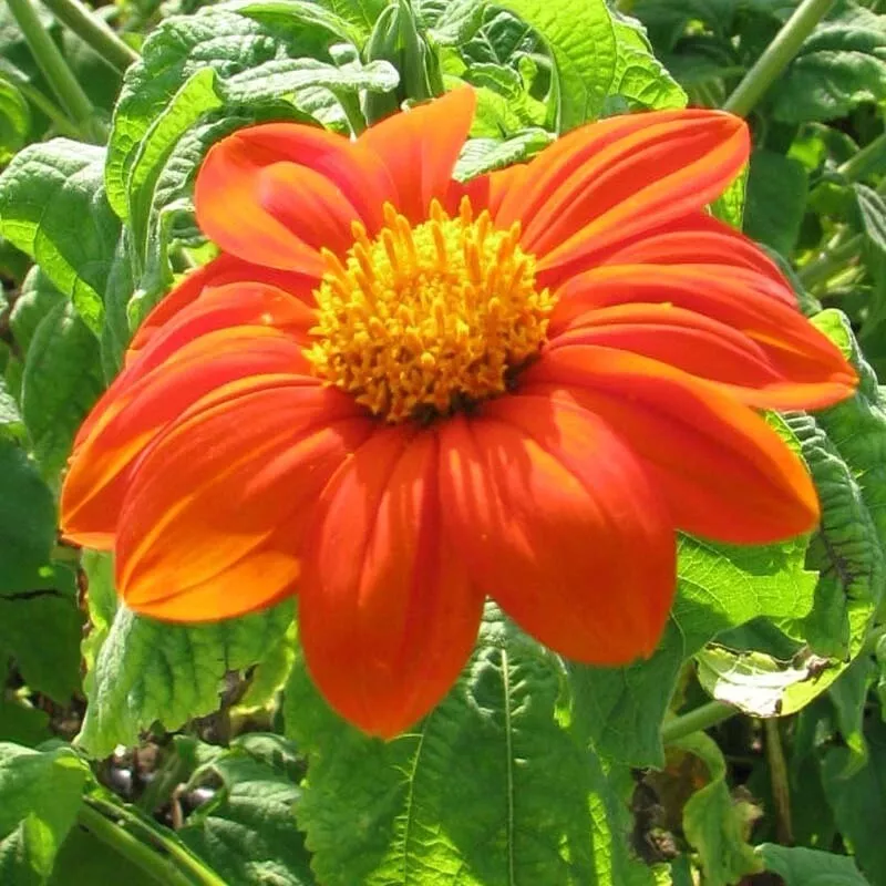 75 Seeds Tithonia Mexican Sunflower - £7.77 GBP