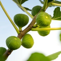 Live Plant Ischia Fig Tree - Ficus carica - Gardening - Houseplant - £34.45 GBP