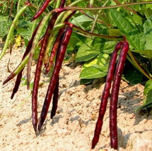 Mississippi Pinkeye Ii Purplehull Cowpea Southern Cow Pea Bean Fresh Seeds USA - $14.95