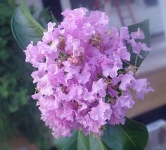 FROM US 20 Seeds Crape Myrtle Muskogee Lavender GV18 - £18.94 GBP