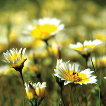 Ship From Us 2 Lb Seeds - Pollinator Seed Mix - California Wildflowers, TM11 - £157.12 GBP