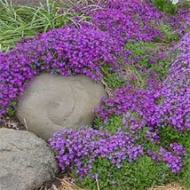 USA Store 50 Seeds Aubrieta Lilac Purple Rock Cres Flower Seeds Perennial Deer R - £6.37 GBP