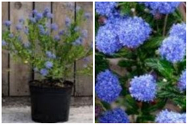 Ceanothus Yankee Point Blue 1Gallon Horizontal Wild Lilac Plant Blue Californian - £44.89 GBP