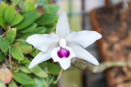 DENDROBIUM TRANSPARENS ORCHID POTTED - $37.00
