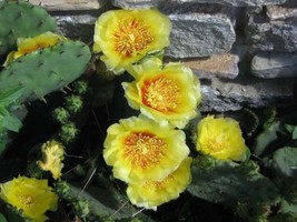 SR12Store 10 Yellow Prickly Pear Cactus Opuntia Ficusindica Flower Seeds US Prod - £8.32 GBP