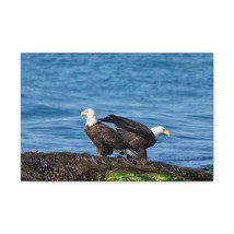 Bald Eagle Group Bald Eagle Troop Print Animal Wall Art Wildlife Canvas Prints  - £56.34 GBP+