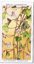 Wills Cigarette Card Wild Flowers #36 Ivy Leaved Toadflax - £0.78 GBP