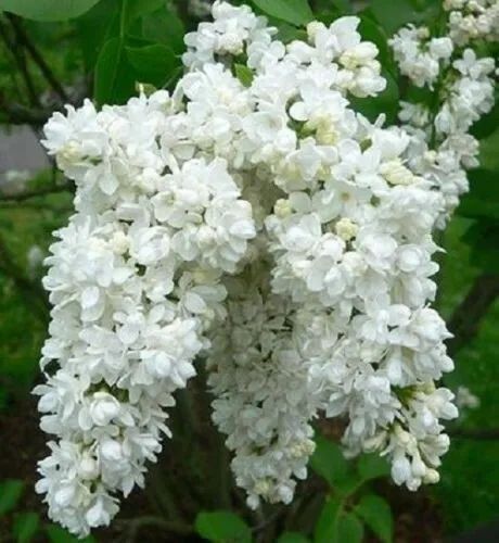 Fresh 25 White Lilac Seeds Tree Fragrant Perennial Flower Flowers Seed Garden - £8.75 GBP