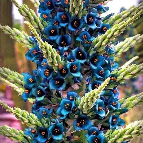 Fresh Blue Sapphire Tower Plant Seeds (Puya Alpestris) 10+ Seeds Garden - £14.75 GBP
