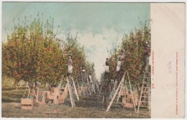 Apple Orchard Postcard Vintage Pickers on Ladders UDB  - £2.39 GBP