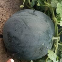 Hybrid Black Skin Round Shape Yellow Meat Seedless Watermelon 10 PCS Seeds - $36.07 MXN