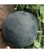 Hybrid Black Skin Round Shape Yellow Meat Seedless Watermelon 10 PCS Seeds - €6,78 EUR