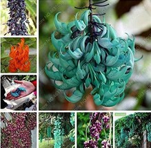 SL 5Pcs Mucuna Pruriens Black Jade Vine Seeds, Very Beautiful Woody Climbing Per - $5.66