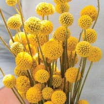 Sun Ball Craspedia Seeds Craspedia Globosa Packet Of 30 Seeds US Seller Fast Shi - £6.83 GBP