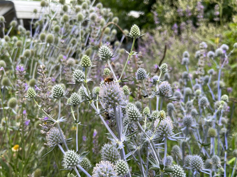 Sea Holly Eryngium Plants Live, Unique Color, Long Lasting Flower (Blue ... - $396.43 MXN