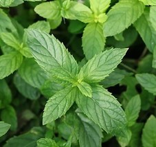 HGBO 500 Seeds Peppermint Seeds Nongmo Aromatic Perennial From US - £6.88 GBP