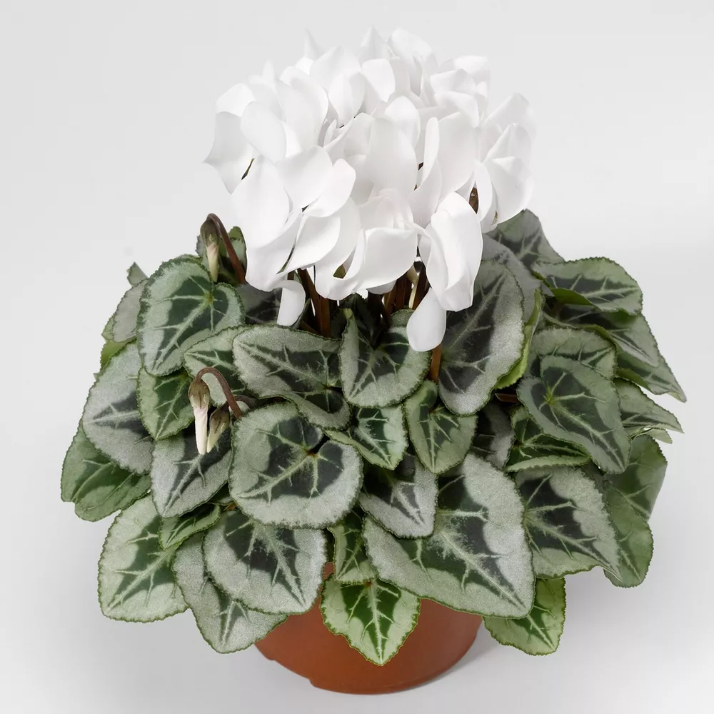 G_S 15 Cyclamen Seeds Cyclamen Silverado White Winter Flower - $19.37