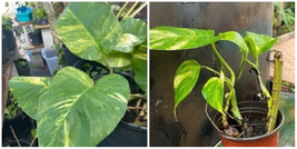 Variegated Golden Pothos (Hawaiian Epipremnum ) 3 ROOTED/BUDDED CUTTINGS... - $80.35