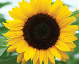 Sunflower Seeds For Planting Huge Sun Flowers Grow Black Oil Mammoth Seed  - £3.48 GBP