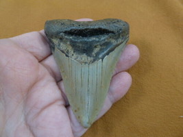 (S276-33) big 3-7/16&quot; Fossil MEGALODON Shark Tooth Teeth JEWELRY love sh... - $115.93