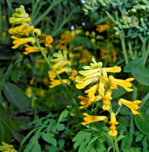 50 Yellow Bleeding Heart Seeds (Corydalis Lutea) Flowering Perennial Hou... - $13.95