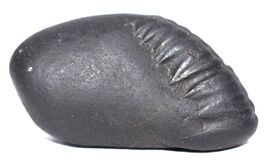 Sacred Adwaitya Laxmi Vanamala Matsya Shaligram - Gandaki River Nepal - €72,15 EUR