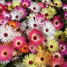 USA Seller 100 Magic Carpet Mix Ice Plant Mesembryanthemum Perennial Flower Seed - $21.51