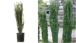 Live Plant Sky Pencil Holly Evergreen Shrub - 3 Plants in 2.5&quot; Pots - Gardening - £59.24 GBP