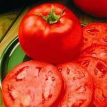 USA SELLER Homestead 24 Tomato Seeds Fast Shipping - £7.72 GBP