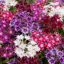 100 Seeds Twinkle Mix Phlox Flower Perennial Flowers Bloom Heirloom Seeds For Sw - £6.61 GBP