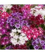 100 SEEDS TWINKLE MIX PHLOX FLOWER PERENNIAL FLOWERS BLOOM HEIRLOOM SEED... - $8.35