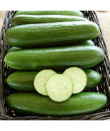 25 + Seeds Triumph Cucumbers Planting Edible Food Canning Pickling From US  - $8.94