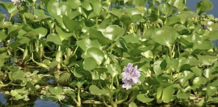 10 WATER HYACINTH POND PLANTS  100% Organic + Free Red Mangroves - $33.66