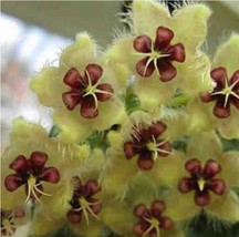 Rare Ball Orchid Flower Perennial  Plant Hoya Carnosa Flower (Color 21) - £4.75 GBP